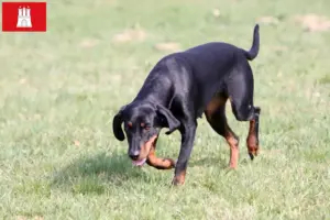 Lees meer over het artikel Brandlbracke fokkers en pups in Hamburg
