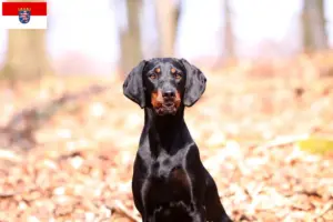 Lees meer over het artikel Brandlbracke fokkers en pups in Hessen