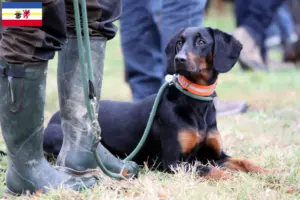 Lees meer over het artikel Brandlbracke fokkers en pups in Mecklenburg-Vorpommern