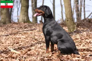 Lees meer over het artikel Brandlbracke fokkers en pups in Noordrijn-Westfalen