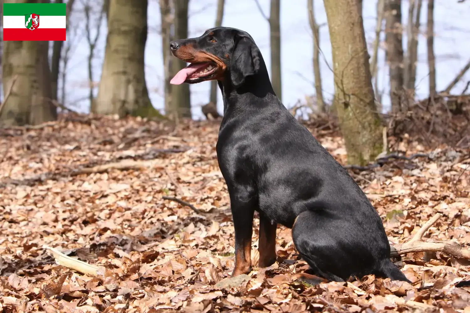 Lees meer over het artikel Brandlbracke fokkers en pups in Noordrijn-Westfalen