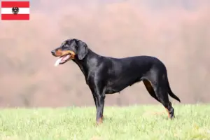Lees meer over het artikel Brandlbracke fokkers en pups in Oostenrijk