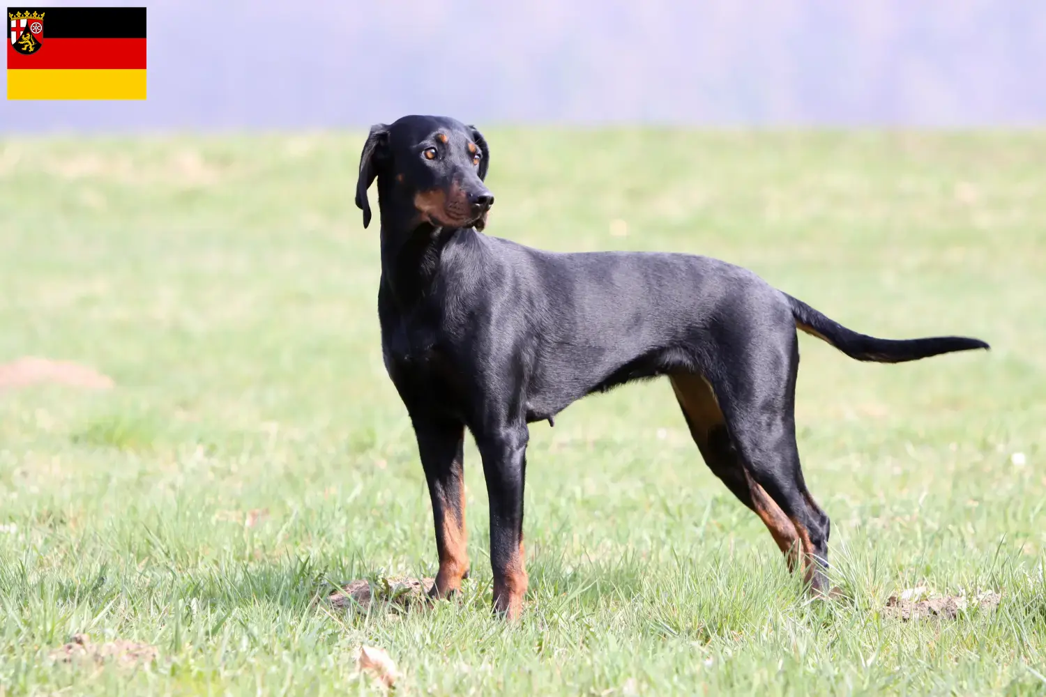 Brandlbracke pups en fokkers Rijnland-Palts Hier vind je Brandlbrackenfokkers in Rijnland-Palts.