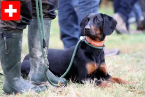 Lees meer over het artikel Brandlbracke fokkers en pups in Zwitserland