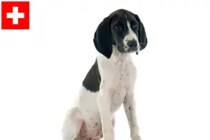 Lees meer over het artikel Braque d’Auvergne fokkers en puppies in Zwitserland