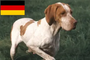 Lees meer over het artikel Braque de l’Ariège fokkers en puppies in Duitsland