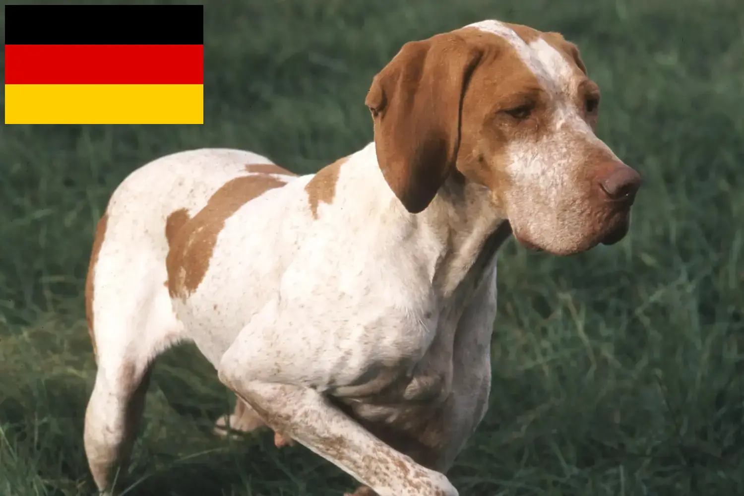 Lees meer over het artikel Braque de l’Ariège fokkers en puppies in Duitsland