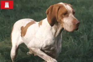 Lees meer over het artikel Braque de l’Ariège fokkers en pups in Hamburg