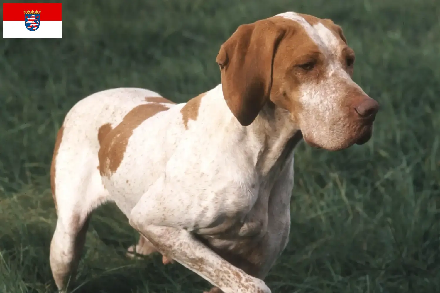 Lees meer over het artikel Braque de l’Ariège fokkers en pups in Hessen
