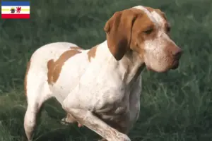Lees meer over het artikel Braque de l’Ariège fokkers en pups in Mecklenburg-Vorpommern