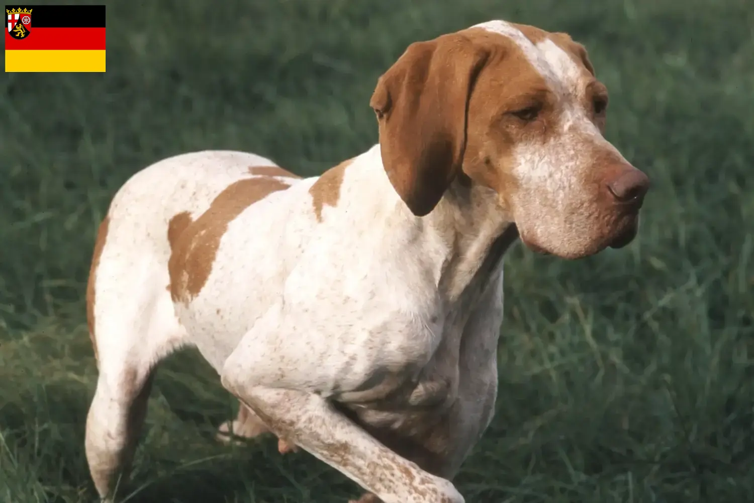 Lees meer over het artikel Braque de l’Ariège fokkers en pups in Rijnland-Palts