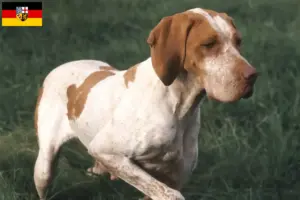 Lees meer over het artikel Braque de l’Ariège fokkers en puppies in Saarland