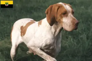 Lees meer over het artikel Braque de l’Ariège fokkers en pups in Saksen-Anhalt