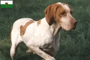 Lees meer over het artikel Braque de l’Ariège fokkers en pups in Saksen