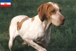 Lees meer over het artikel Braque de l’Ariège fokkers en pups in Sleeswijk-Holstein
