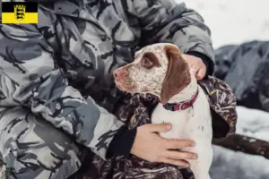 Lees meer over het artikel Braque du Bourbonnais fokkers en puppies in Baden-Württemberg