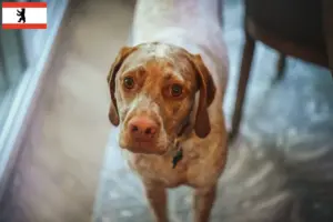 Lees meer over het artikel Braque du Bourbonnais fokkers en puppies in Berlijn