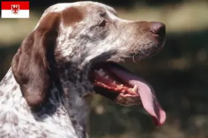 Lees meer over het artikel Braque du Bourbonnais fokkers en puppies in Brandenburg