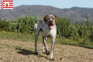 Lees meer over het artikel Braque du Bourbonnais fokker en puppies in Bremen