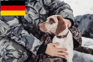 Lees meer over het artikel Braque du Bourbonnais fokkers en puppies in Duitsland