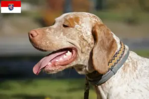 Lees meer over het artikel Braque du Bourbonnais fokkers en puppies in Hessen
