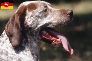 Lees meer over het artikel Braque du Bourbonnais fokkers en puppies in Nedersaksen
