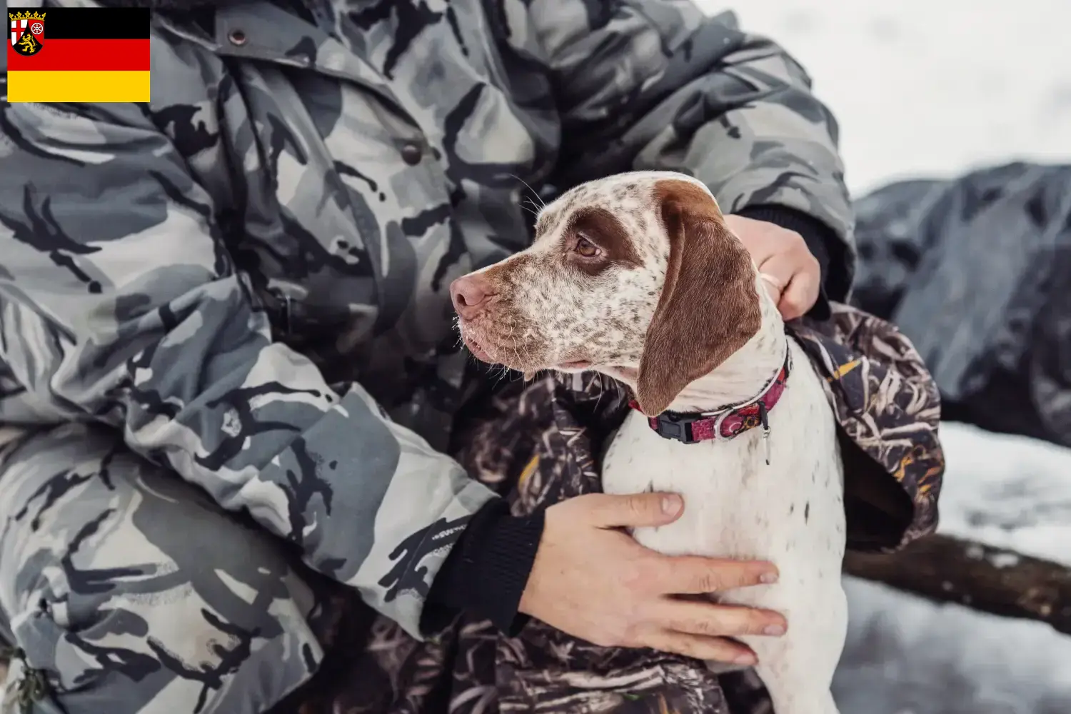 Lees meer over het artikel Braque du Bourbonnais fokkers en pups in Rijnland-Palts