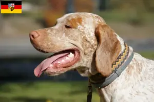 Lees meer over het artikel Braque du Bourbonnais fokkers en puppies in Saarland