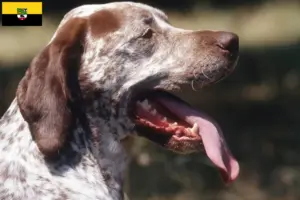 Lees meer over het artikel Braque du Bourbonnais fokkers en puppies in Saksen-Anhalt