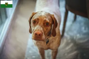Lees meer over het artikel Braque du Bourbonnais fokkers en pups in Saksen