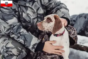 Lees meer over het artikel Braque du Bourbonnais fokkers en pups in Thüringen
