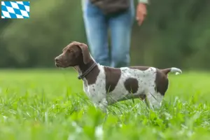 Lees meer over het artikel Braque français type Gascogne fokkers en puppies in Beieren