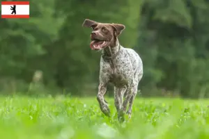 Lees meer over het artikel Braque français type Gascogne fokkers en puppies in Berlijn
