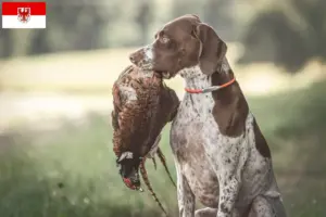 Lees meer over het artikel Braque français type Gascogne fokkers en puppies in Brandenburg