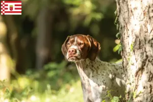 Lees meer over het artikel Braque français type Gascogne fokkers en puppies in Bremen
