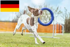 Lees meer over het artikel Braque français type Gascogne fokkers en puppies in Duitsland