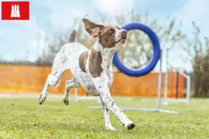 Lees meer over het artikel Braque français type Gascogne fokkers en puppies in Hamburg