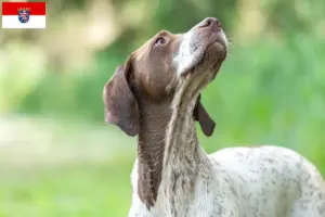 Lees meer over het artikel Braque français type Gascogne fokkers en puppies in Hessen