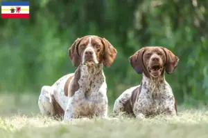 Lees meer over het artikel Braque français type Gascogne fokkers en pups in Mecklenburg-Vorpommern