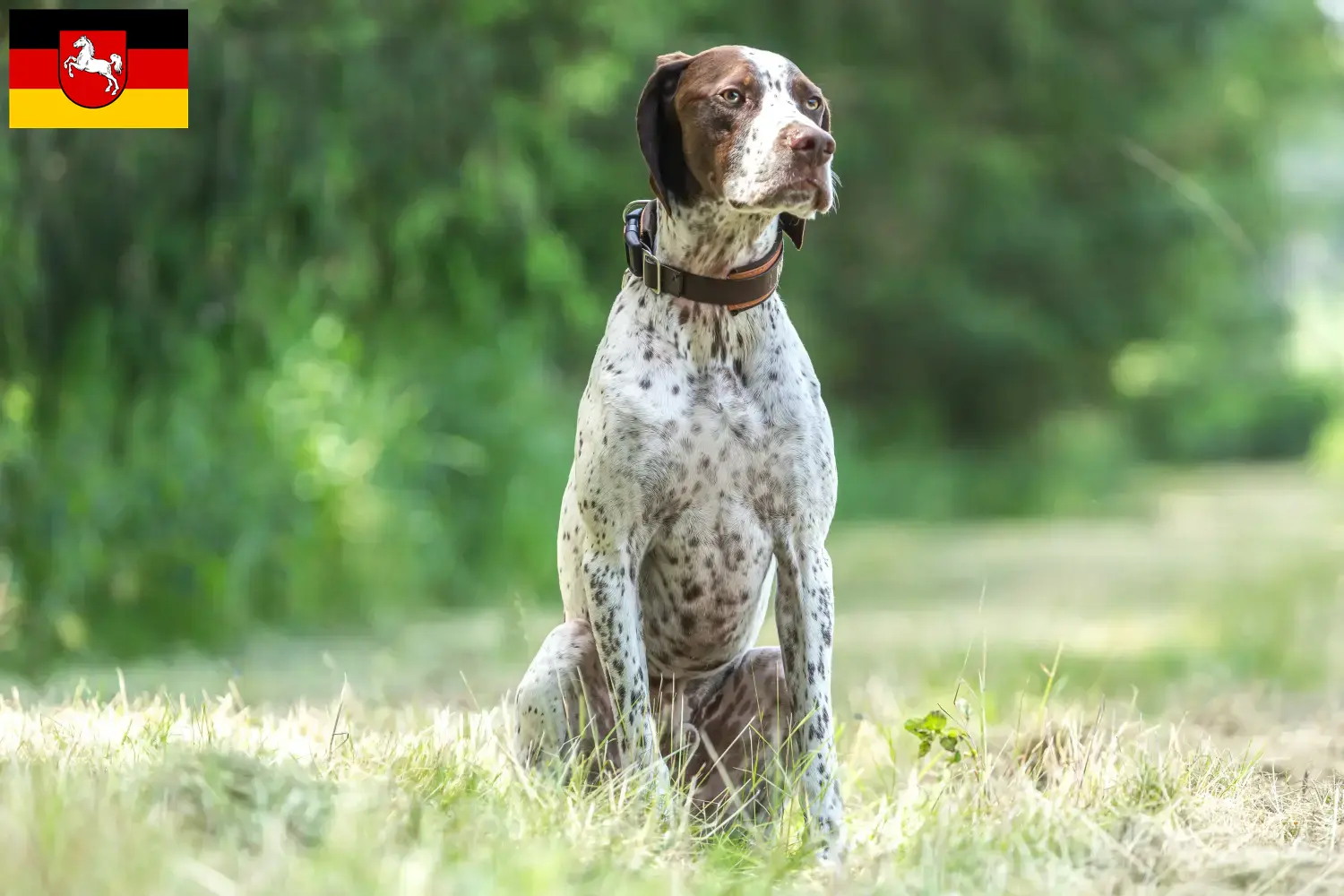 Lees meer over het artikel Braque français type Gascogne fokkers en puppies in Nedersaksen