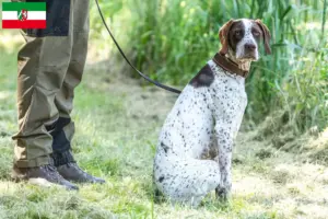 Lees meer over het artikel Braque français type Gascogne fokkers en pups in Noordrijn-Westfalen