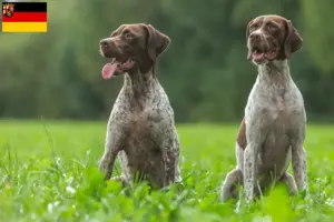 Lees meer over het artikel Braque français type Gascogne fokkers en puppies in Rijnland-Palts