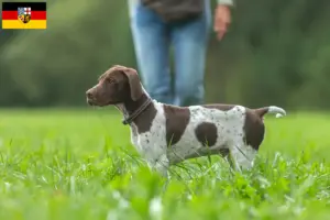 Lees meer over het artikel Braque français type Gascogne fokkers en puppies in Saarland