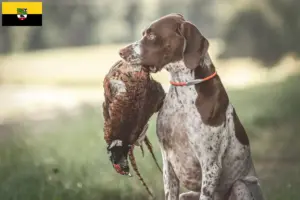 Lees meer over het artikel Braque français type Gascogne fokkers en puppies in Saksen-Anhalt