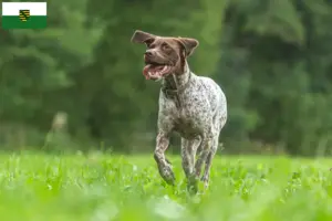 Lees meer over het artikel Braque français type Gascogne fokkers en puppies in Saksen