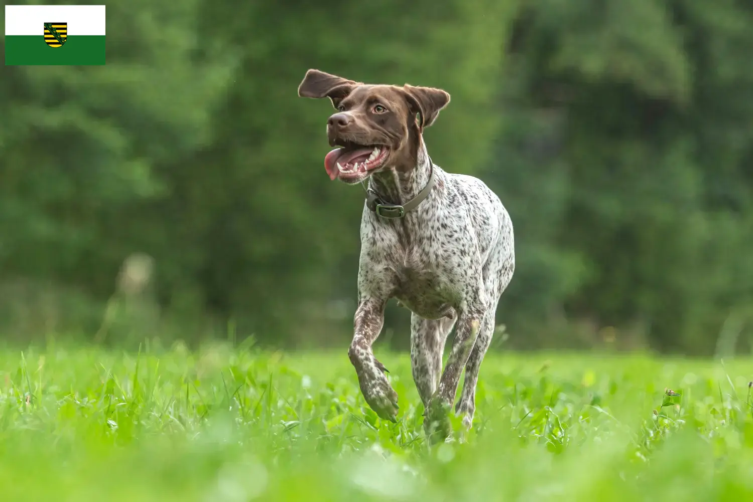 Lees meer over het artikel Braque français type Gascogne fokkers en puppies in Saksen