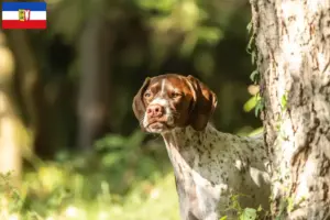 Lees meer over het artikel Braque français type Gascogne fokkers en puppies in Sleeswijk-Holstein