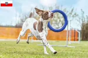 Lees meer over het artikel Braque français type Gascogne fokkers en pups in Thüringen