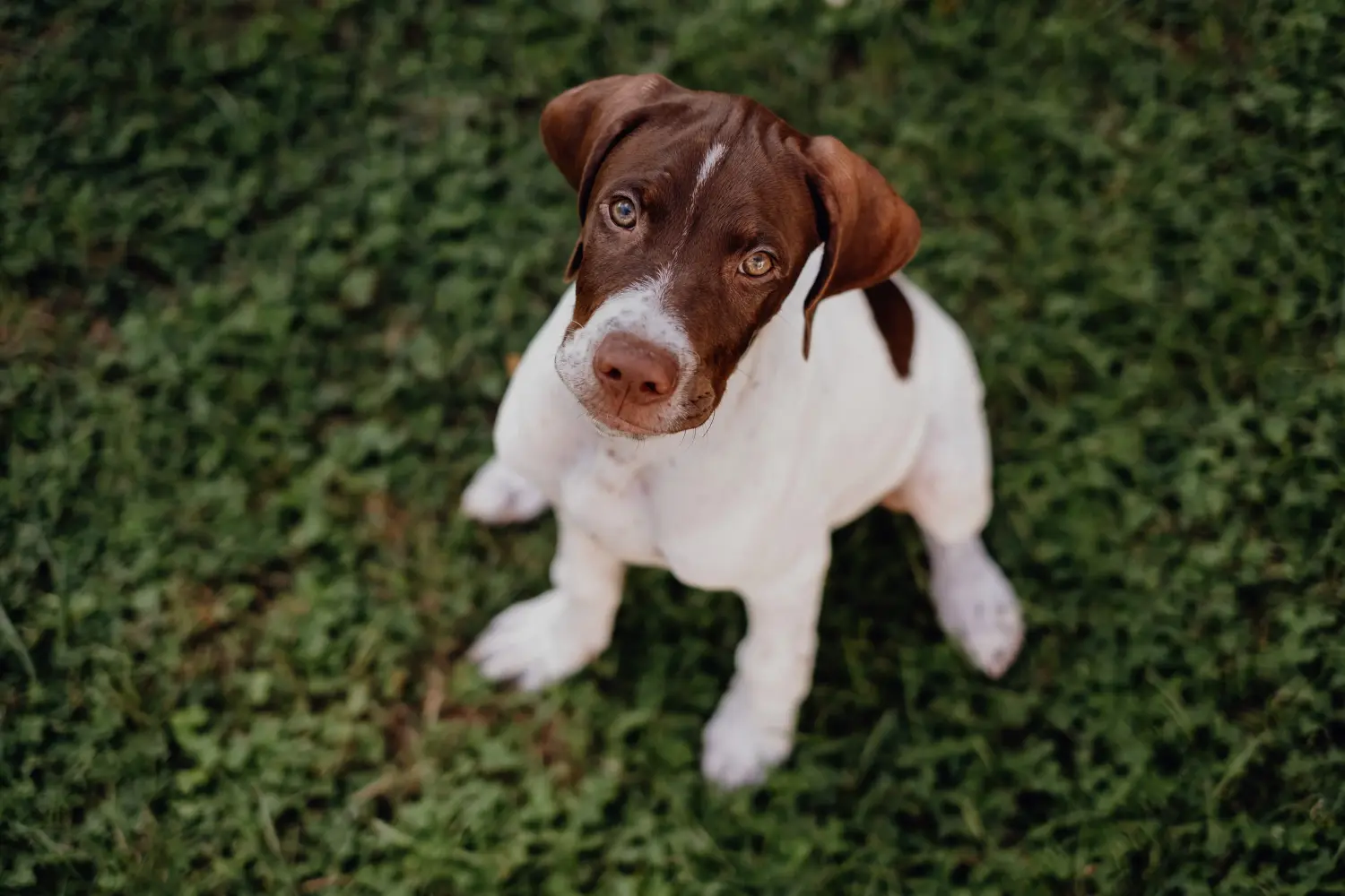 Een Braque français type Gascogne puppy kopen betekent verantwoordelijkheid nemen! Braque français type Gascogne puppy's te koop.