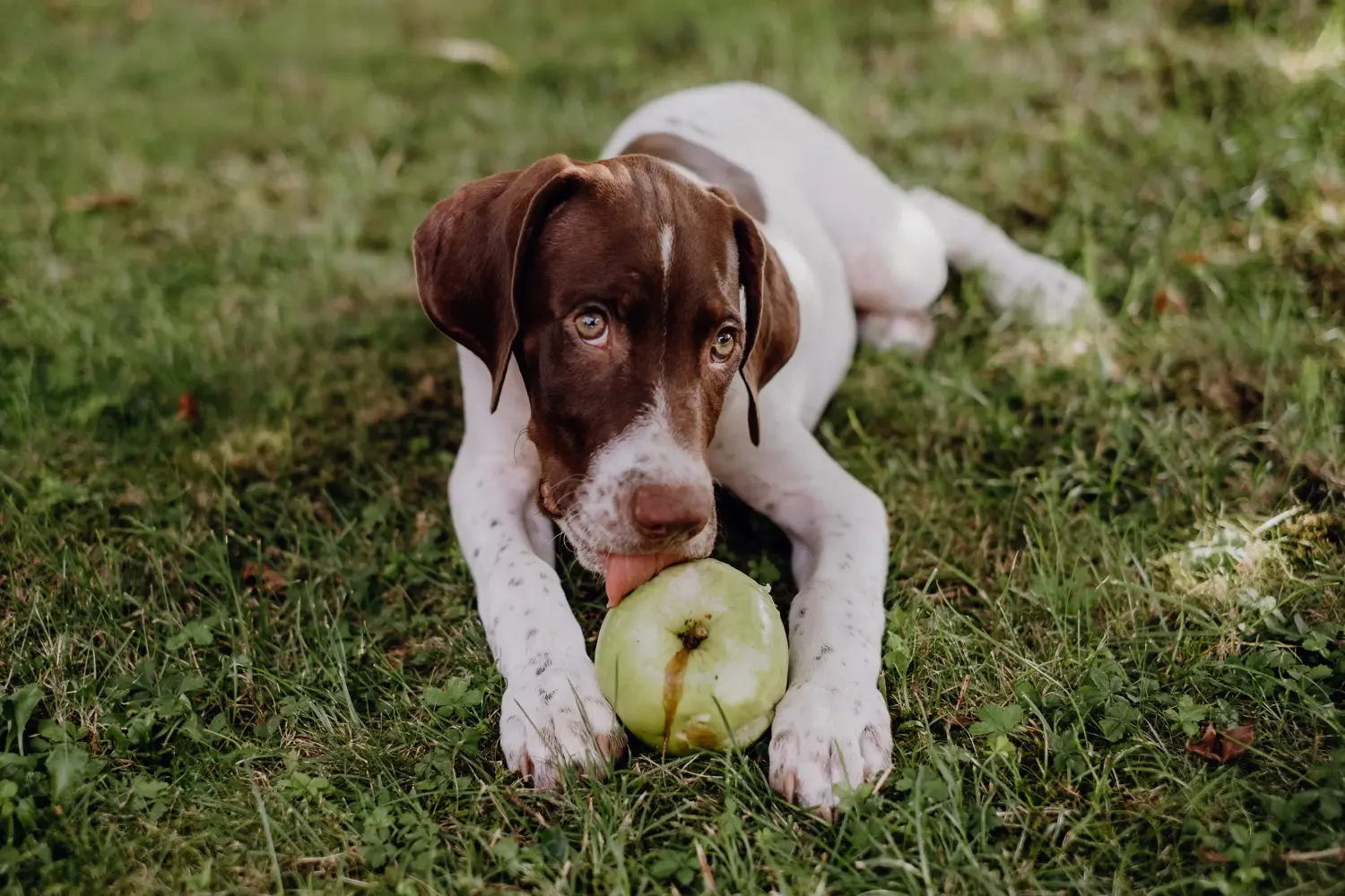 Een Braque français type Gascogne puppy kopen betekent verantwoordelijkheid nemen! Braque français type Gascogne puppy's te koop.